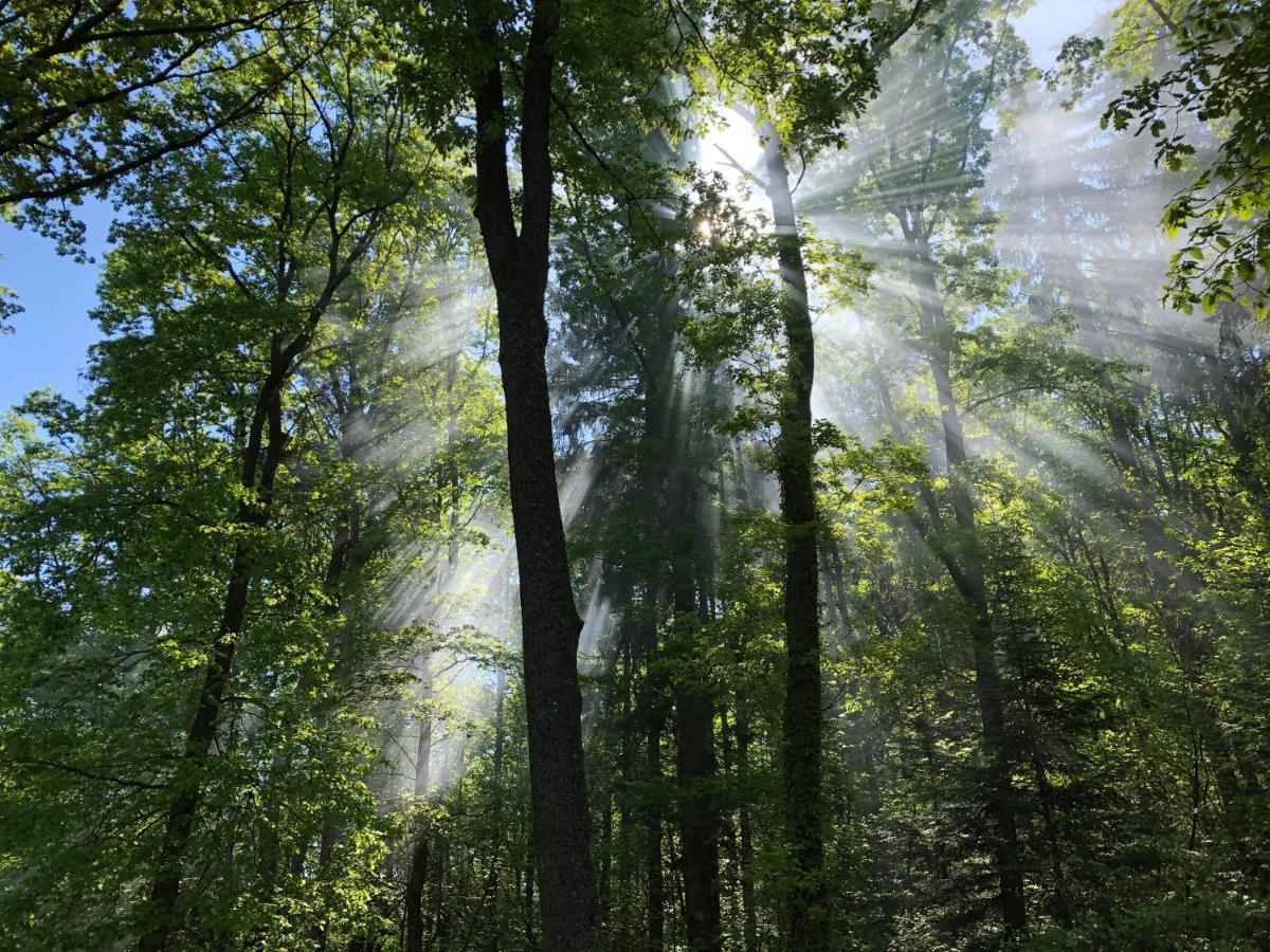 Camping Osenbach Eksteriør bilde